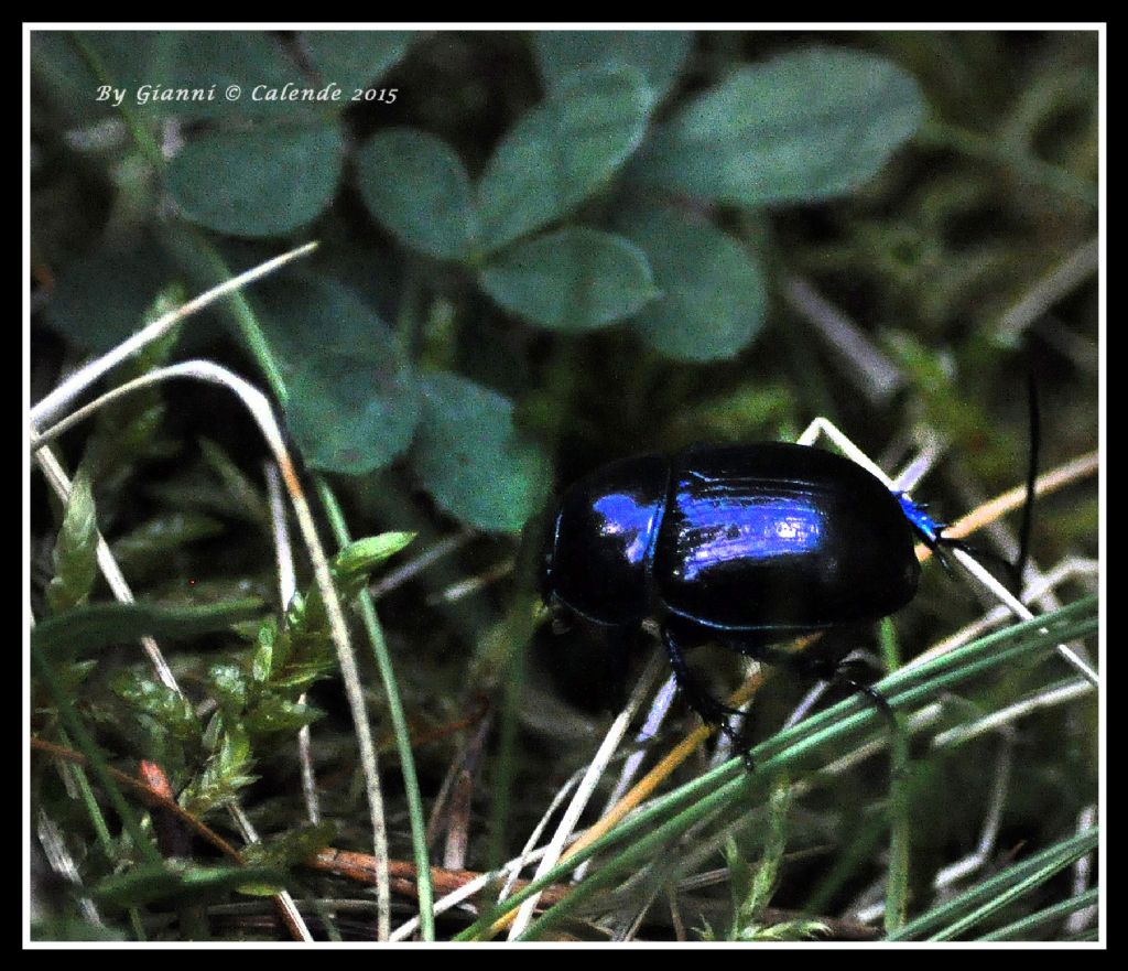 Quale Geotrupidae? Anoplotrupes stercorosus